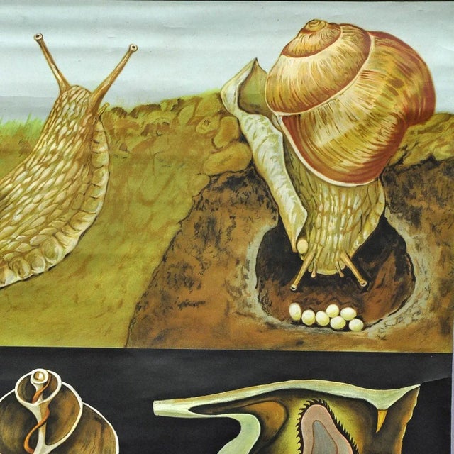 A classical Jung Koch Quentell close up depicting a apple snail and its anatomy. Used as teaching material in German...