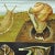 A classical Jung Koch Quentell close up depicting a apple snail and its anatomy. Used as teaching material in German...