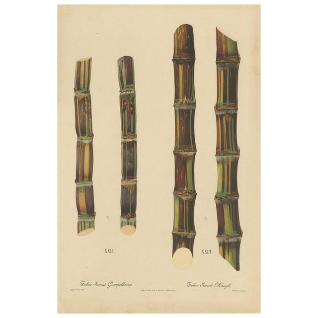 Sugarcane, 1892, Paper For Sale - Image 10 of 10