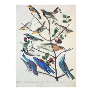 1966 American Bluebirds and Townsend's Warbler After Audubon, Cottage Print