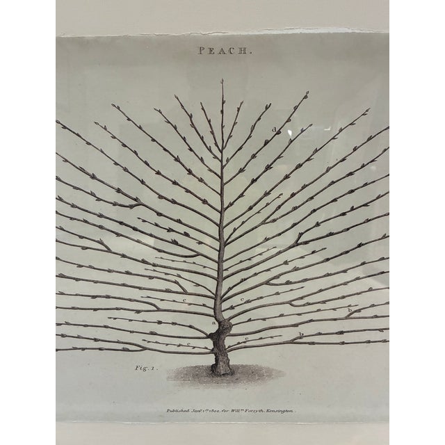 Natural Curiosities William Forsyth “Peach” 1802 Horticultural Botanical Print For Sale - Image 4 of 10
