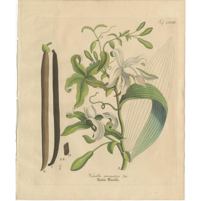 Antique Vanilla Botanical Print, Vanilla Aromatica, Hand Colored, c.1831 This highly decorative botanical engraving...