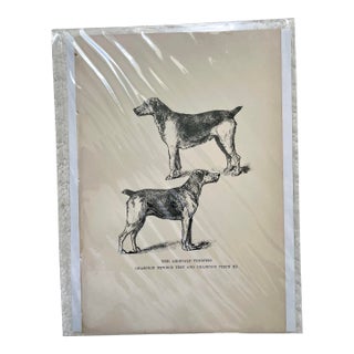 1950s Vintage Print of Terrier For Sale