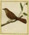 Antique print titled 'La Tangaroux, de Cayenne.' This print shows a tanager bird. Originates from 'Histoire Naturelle des...