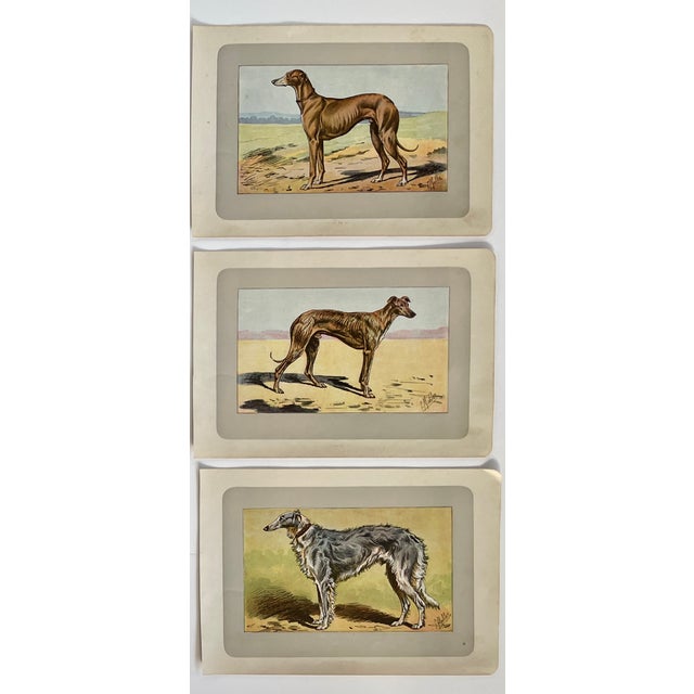 1907 French Photogravure Prints - Collection of Nine Hunting Dogs #1 - For Sale - Image 4 of 5