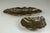 Pair of Shell Bowls Italy, 1930 Brass and Silver Very good condiction h 5 x 33 x 13 cm h 5 x 18.5 x 18.5 cm