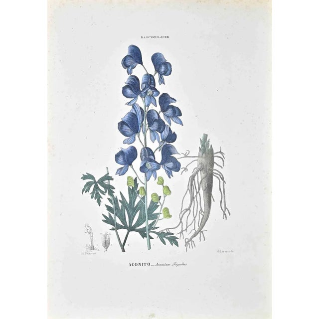 Vincenzo Tenore, The Ranunculaceae, Lithograph, 1870s For Sale