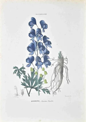 Vincenzo Tenore, The Ranunculaceae, Lithograph, 1870s