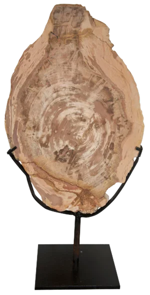 NOIR Wood Fossil With Stand, 12"