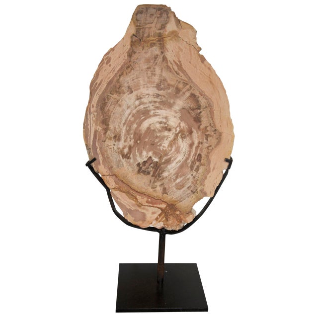 Wood Fossil With Stand, 12" For Sale