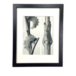 Framed Vintage Botanical Blossfeldt Print - No. 71 For Sale