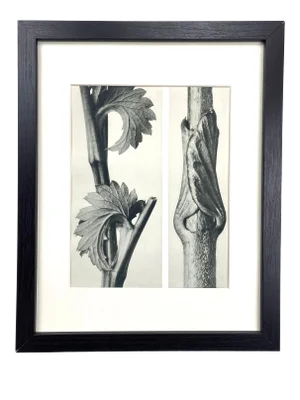Framed Vintage Botanical Blossfeldt Print - No. 71