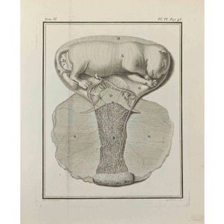 Marcel Gaillard, Interior of Animals, Etching, 1771 For Sale