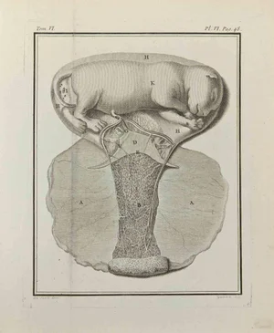 Marcel Gaillard, Interior of Animals, Etching, 1771