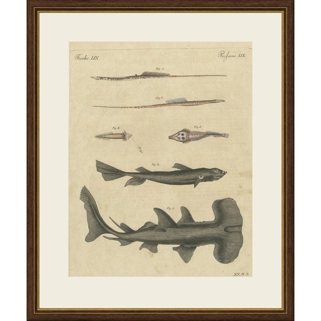 This hand coloured copper engraving of a hammerhead shark and a second shark, with two pipefishes and two small armoured...