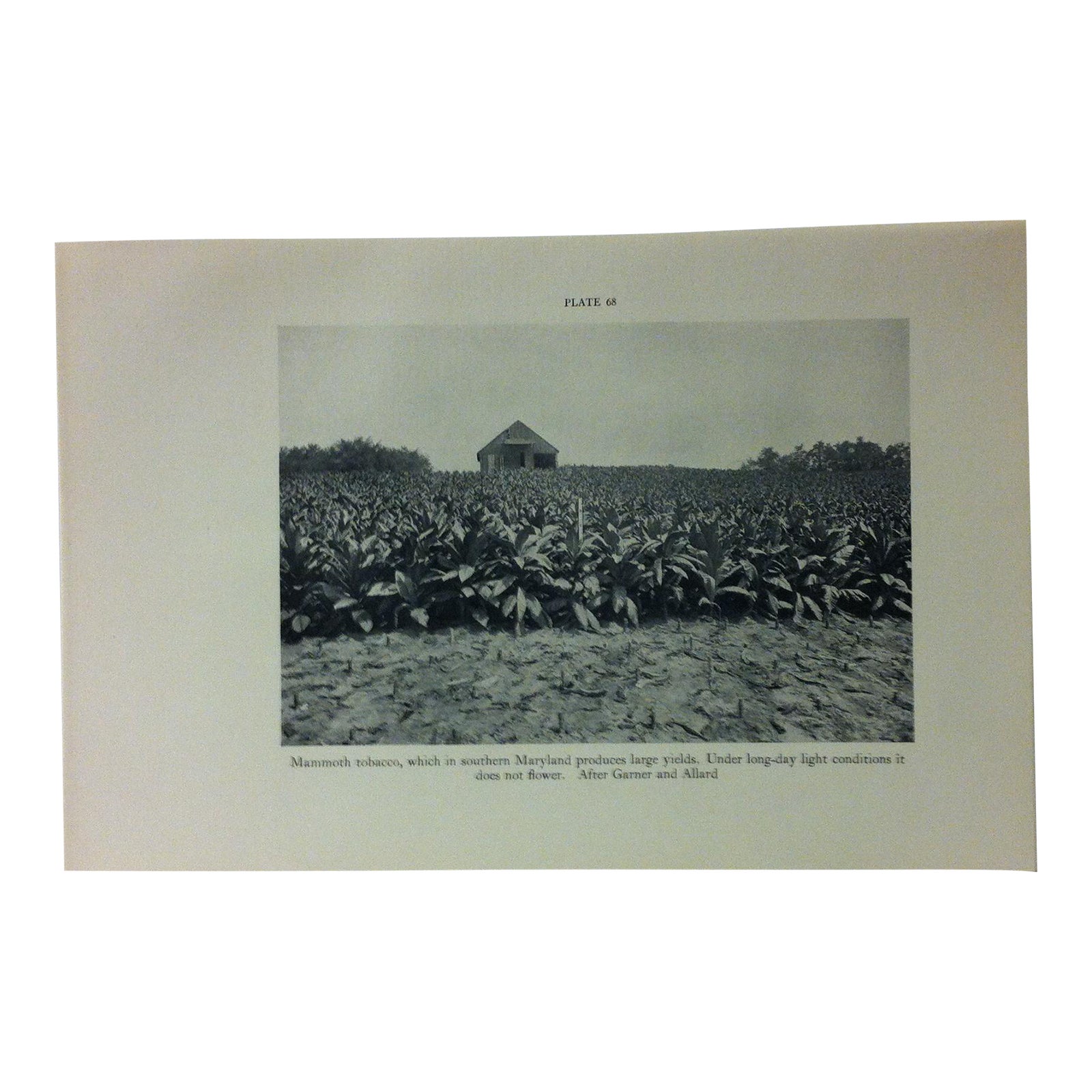 1934 "Mammoth Tobacco in Southern Maryland" Smithsonian Scientific