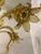 Amber Murano Glass Chandelier With Flowers and Leaves For Sale - Image 9 of 13