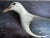 A fabulous unique piece of Americana for your beach house or bird collection. Wood carved seagull is mounted on a board...