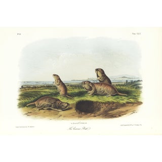 1854 Audubon Quadruped Octavo Lithograph "Plate 142 the Camas Rat" For Sale