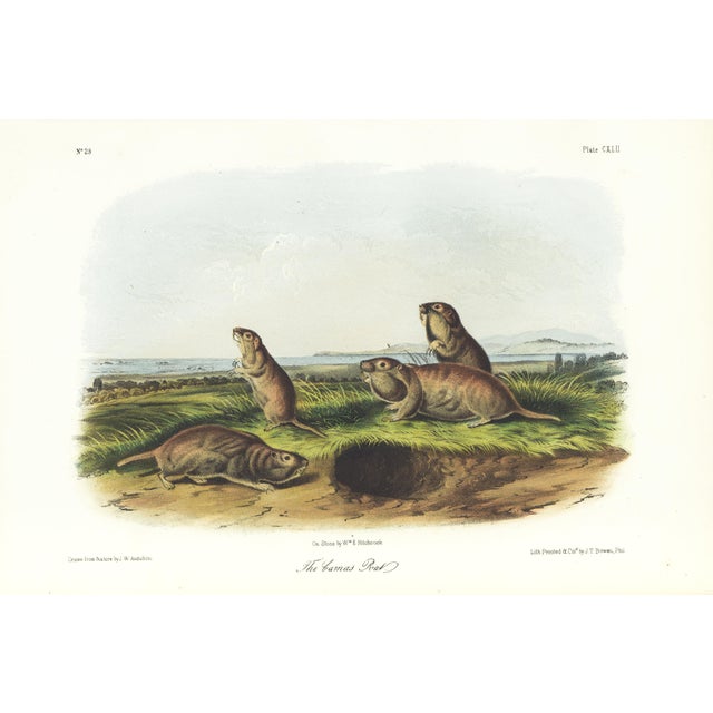 1854 Audubon Quadruped Octavo Lithograph "Plate 142 the Camas Rat" For Sale