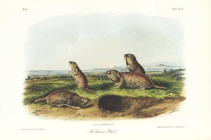 1854 Audubon Quadruped Octavo Lithograph "Plate 142 the Camas Rat"