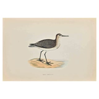 Alexander Francis Lydon, Wood Sandpiper, Woodcut Print, 1870 For Sale