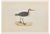 Alexander Francis Lydon, Wood Sandpiper, Woodcut Print, 1870 For Sale