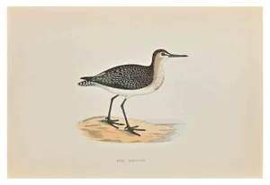 Alexander Francis Lydon, Wood Sandpiper, Woodcut Print, 1870