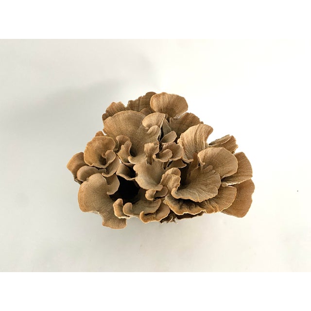 Brown Natural Unbleached Poca Coral Specimen For Sale - Image 8 of 8
