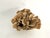 Brown Natural Unbleached Poca Coral Specimen For Sale - Image 8 of 8
