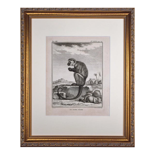 18th Century Original French Monkey Engraving by Buffon 1789 For Sale