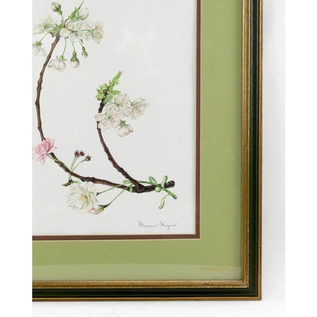 Mid 20th Century Vintage Hand-Painted Plant Specimen Watercolor Cherry Blossom Specimen (With Frame). Signed in the Lower Right Corner For Sale - Image 5 of 10