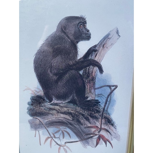 Safari 1960s Hanhart Manley Macacus Chromolithographs - Set of 2 For Sale - Image 3 of 7