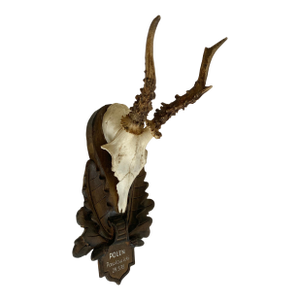 Vintage German Black Forest Deer Antlers