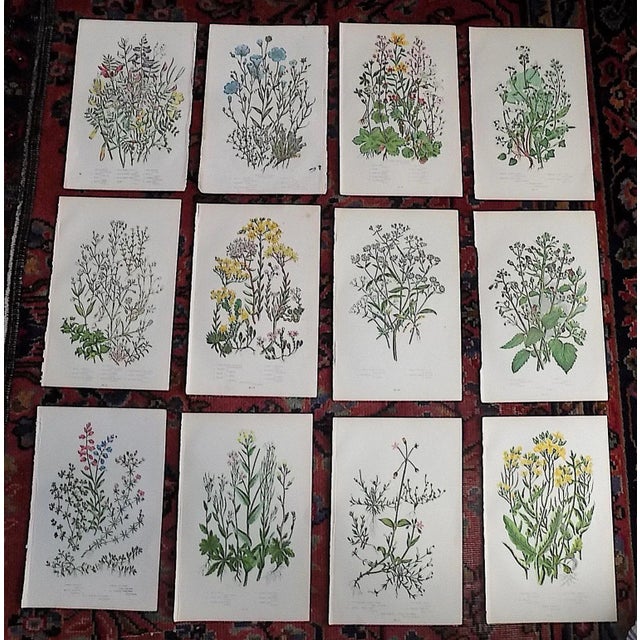 Green Antique 19th Century Botanical Lithographs - Set of 12 For Sale - Image 8 of 8