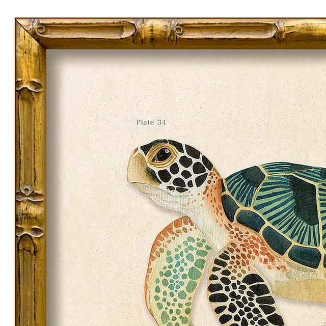 Various Artists Contemporary Reproduction of Vintage "Green Sea Turtle" Giclee Print, Framed For Sale - Image 4 of 4