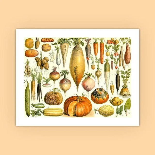 Realism Antique 'Vegetables' Archival Print For Sale - Image 3 of 4