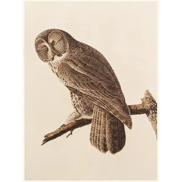 Great Gray Owl by Audubon, 1966 Vintage Cottage Print For Sale In Dallas - Image 6 of 9