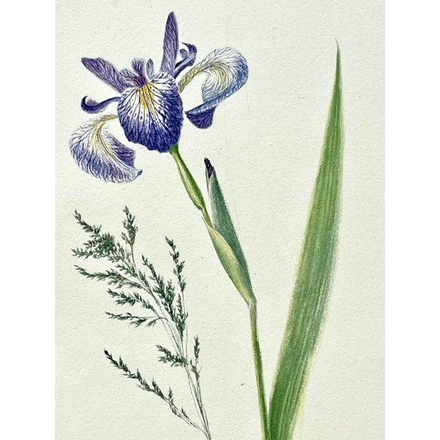 Antique Original Floral Watercolor Botanical Painting Titled "Beautiful Lilly" in Calligraphy 19th /Century For Sale - Image 4 of 6