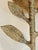 Transitional Transitional Sconce With Brass Leaf Design For Sale - Image 3 of 3