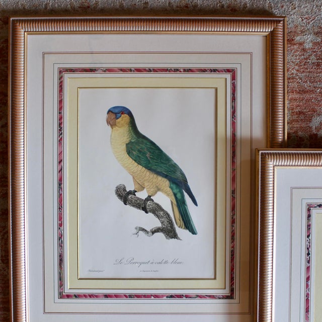 Parrot Prints by Jacques Barraband (François Levaillant) in Fine Frames- a Pair For Sale - Image 12 of 12