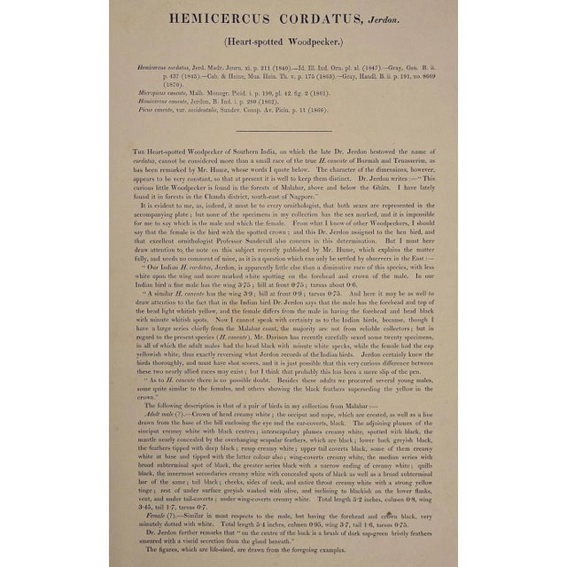 Heart Spotted Woodpeckers: A 19th C. Gould Hand-Colored Lithograph, 1850 For Sale In San Francisco - Image 6 of 6