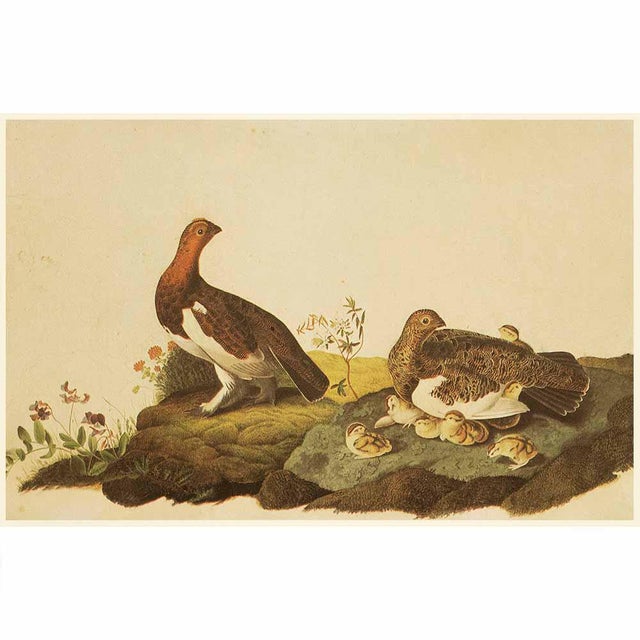 BlueHeaded Quail Doves After John James Audubon, 1966 Cottage Prints
