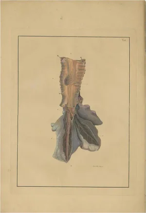 F. D. Reisseisen, Lungs Tab. 1, 1822, Paper