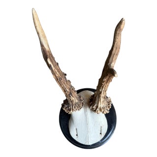 Roe Deer Trophy 205 Black Forest Antlers For Sale