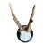 Roe Deer Trophy 205 Black Forest Antlers For Sale