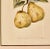 Print From Botanical Study of Fruits and Nuts by Duhamel Du Monceau, Early 19th Century For Sale - Image 4 of 4