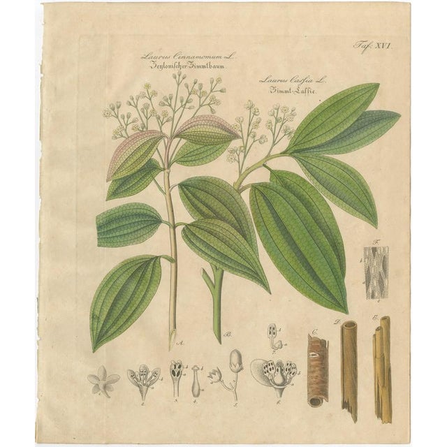 Antique Cinnamon Botanical Print, Laurus Cinnamomum & cassia, c.1831 This important botanical engraving depicts two...