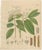 Antique Cinnamon Botanical Print, Laurus Cinnamomum & cassia, c.1831 This important botanical engraving depicts two...