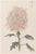 Pink Chrysanthemum, Vintage Japanese Botanical Art Print, 20" X 30" For Sale